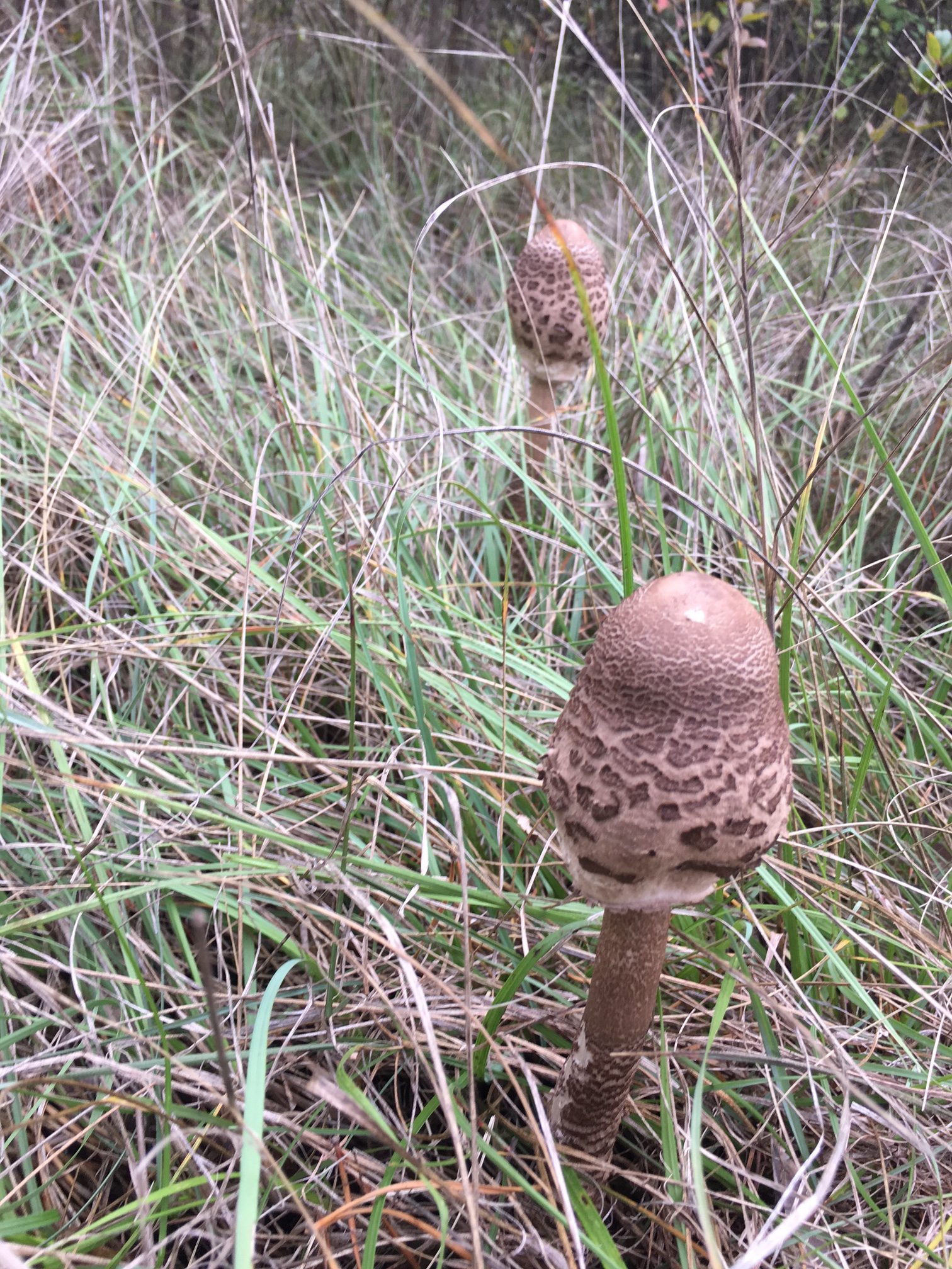 parasol